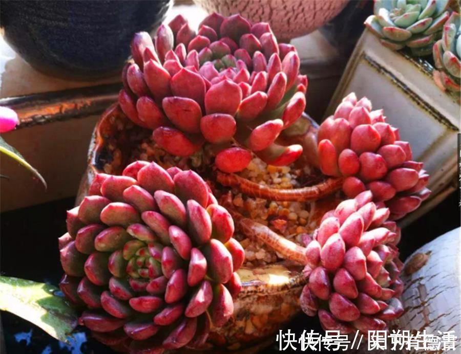 多肉红宝石叶子干瘪发软怎么办？尽早去做3件事，饱满又鲜红