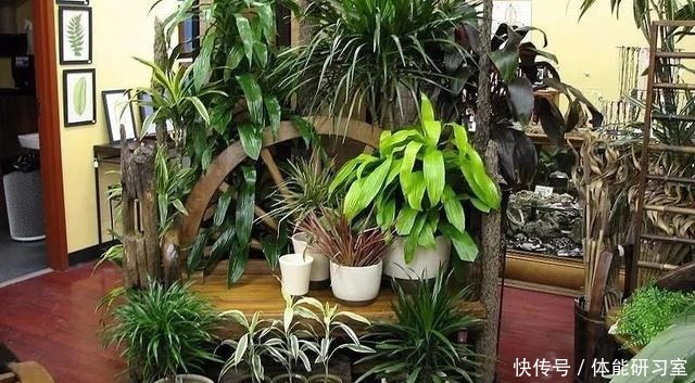 几种在夜晚释放氧气的植物,养在卧室里都不用担心!