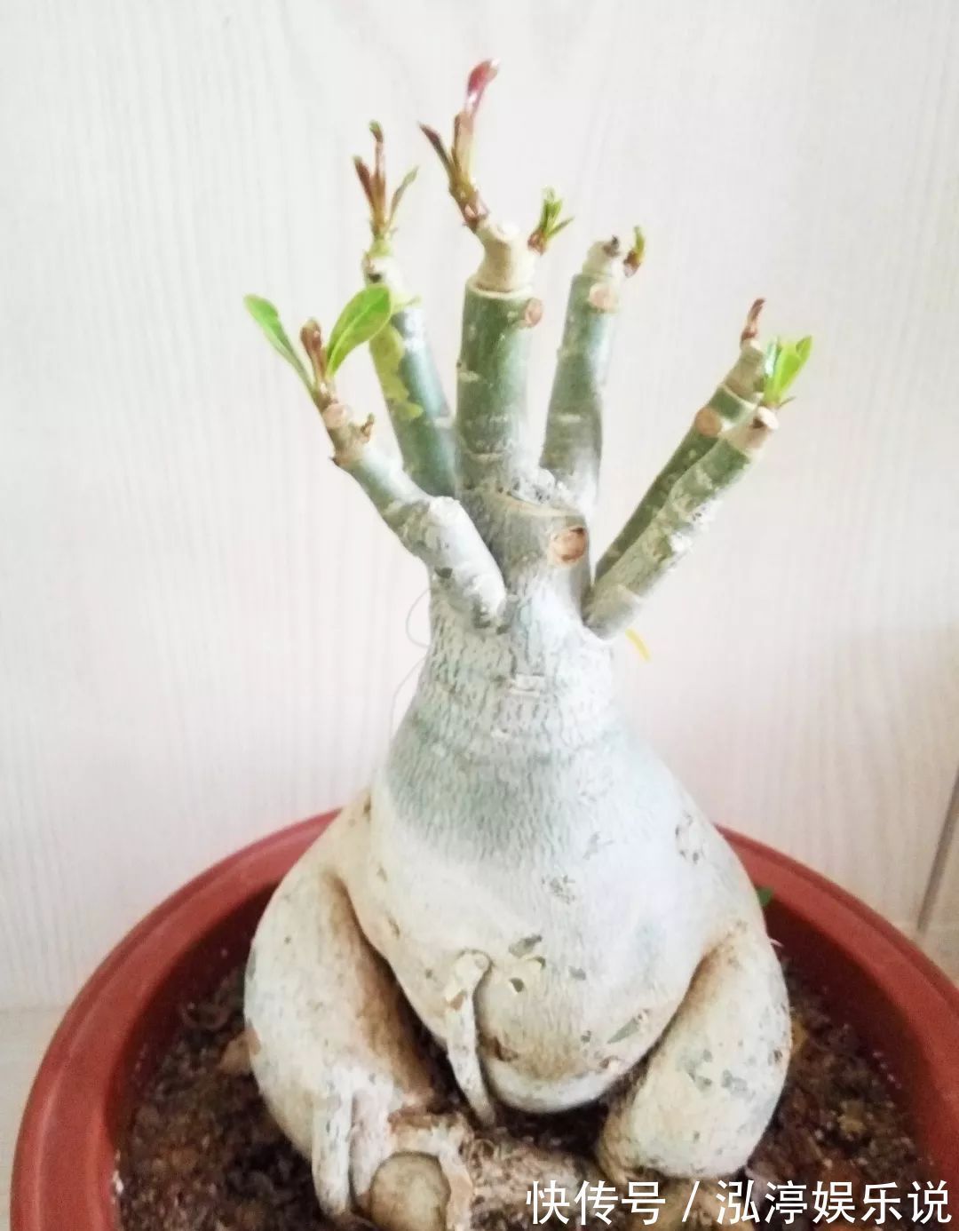 玫瑰花|沙漠玫瑰居然不是玫瑰花给沙漠玫瑰换个头，一株开花20朵，好看