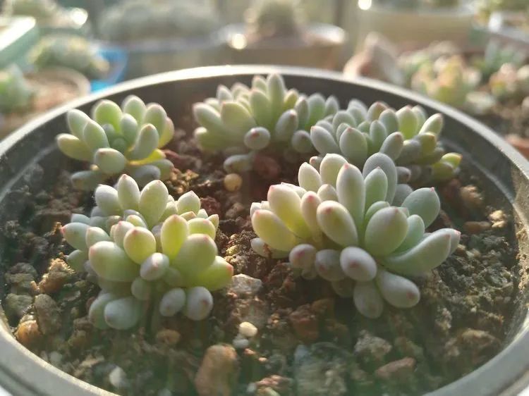 养肉三年,分享养肉经验,谈谈适合逆开挂区的多肉!