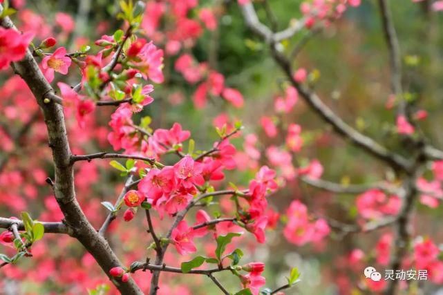 春天|安居春天最美的模样 都藏在这些花海里！