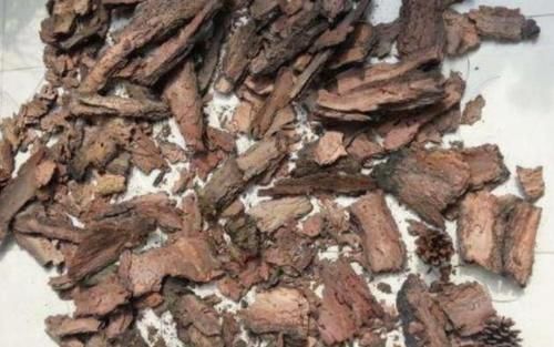 才能|养花烂根,别总怪浇水多,土里掺上它才能“治本”