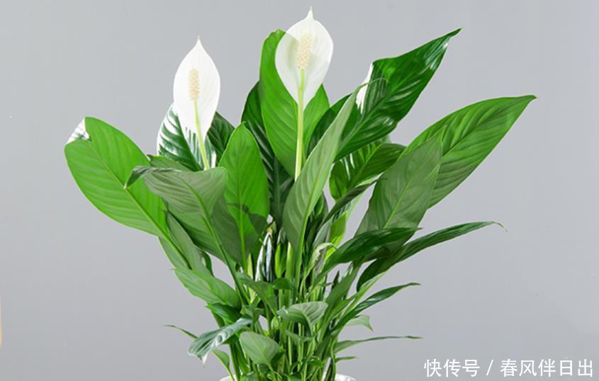 三种花是花卉中的吉祥三宝,花叶共赏繁华时尚,室内盆栽佳选