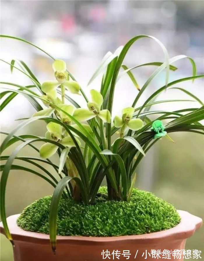 养护国兰和洋兰的几个基本技巧,学会浇水,盆栽养窗台边就好活
