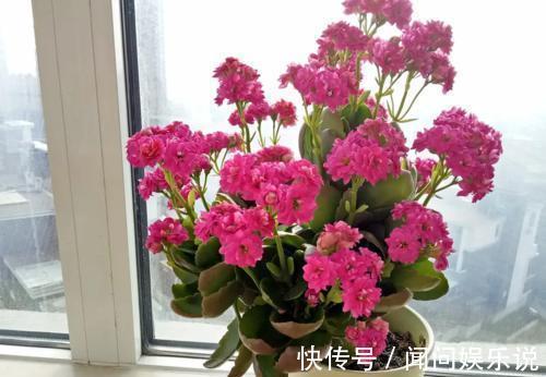 洋葱|最厉害的营养液：给长寿花喝一勺，花开鲜艳，花期长达180天！