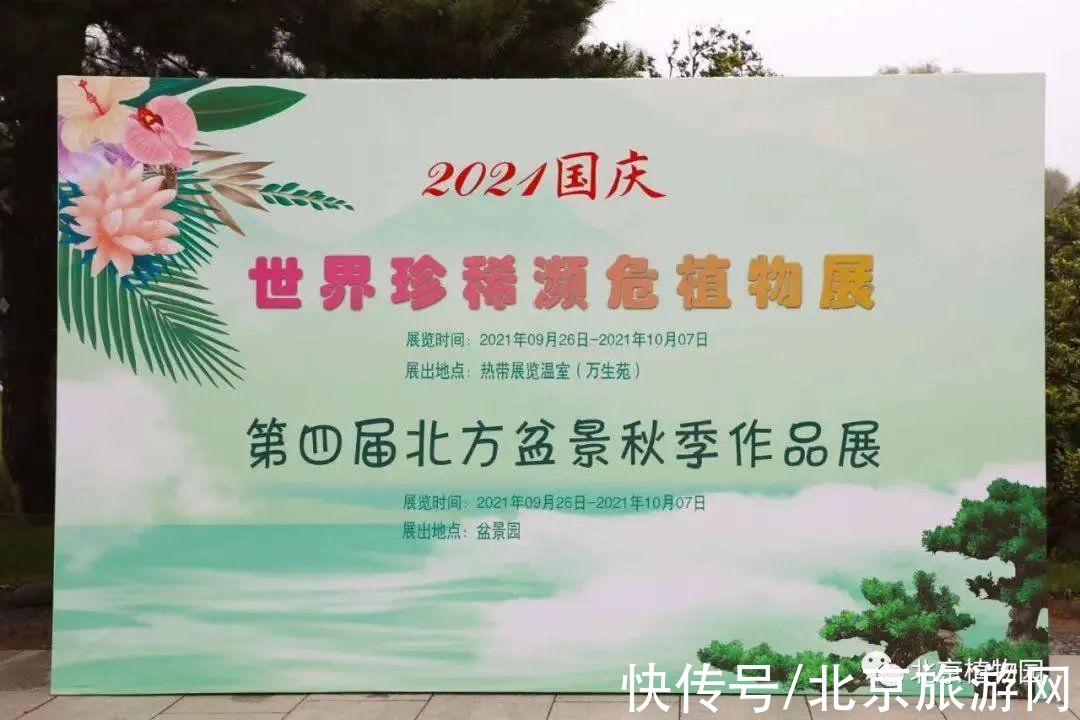 40余万株秋花绽放！海淀这里花坛、花境、花艺、花海，惊艳绚丽