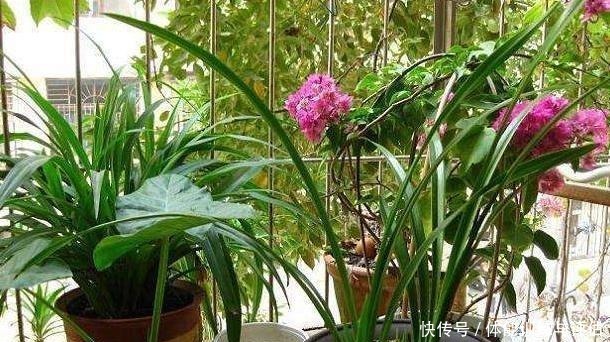 这3种花生活中很常见，好看而暗藏“杀机”，切记不要在室内养！