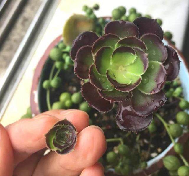 多肉懒得不长个狠心掐掉这里,呼呼冒出一堆新芽!