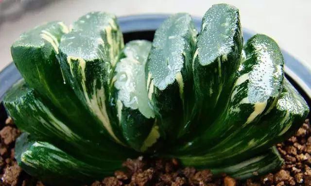 世界上最名贵的花,一盆就是一座房子!