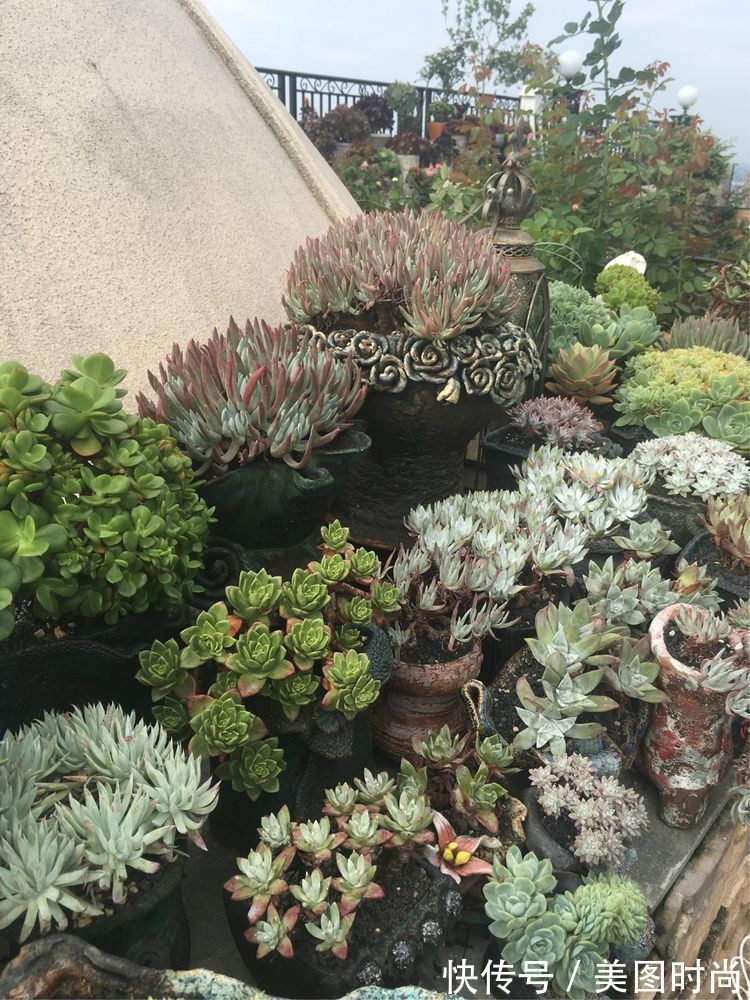 花草|历时一年，在31楼打造300㎡“屋顶花园”，如今美成了仙境
