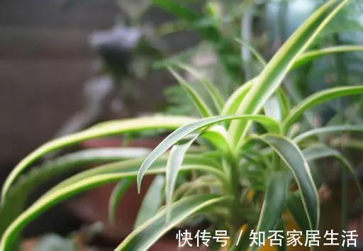 叶片|吊兰那么好养，为什么你总是养残废