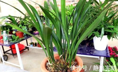 养兰花,“掐准”此4点,植株更长寿、年年开花