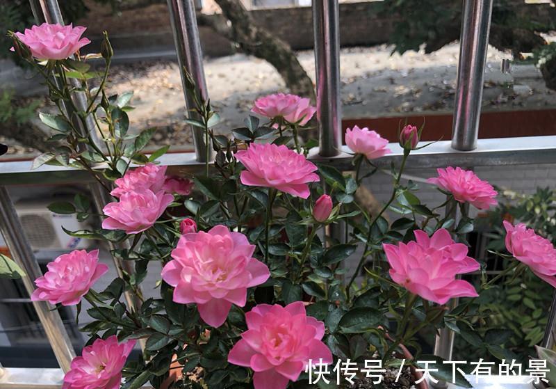 此花号称“开花机器”，居家盆栽牢记4点，开花繁殖能力特强