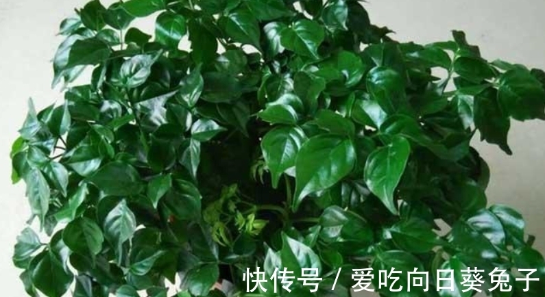 幸福树冬季哗哗掉叶子,从这3点入手,找到原因救治,蹭蹭长新叶