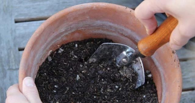 花友们|土壤有“虫卵”,3个“小步骤”做好,土壤变干净,花卉不烂根