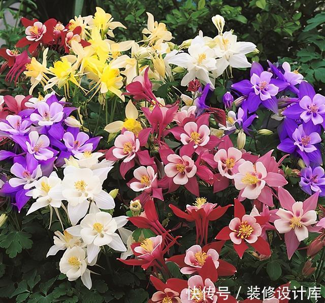 耧斗菜|此花-20度也冻不死,耐阴又好养,5元钱就能开出一院子的花