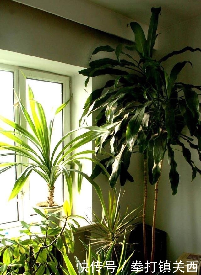 冬天|冬天绿植怎样保暖、防寒?做“2步”,不掉叶不烂根,漂亮又耐冻