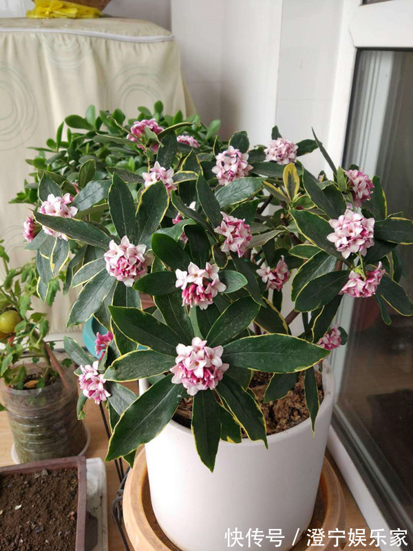 瑞香|最芳香的花，花开一朵，满室飘香，花期长，种植简单，是盆栽佳品