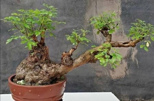 山上的“黄荆疙瘩”，做成盆景，古朴苍劲枝叶扶疏，观赏性强