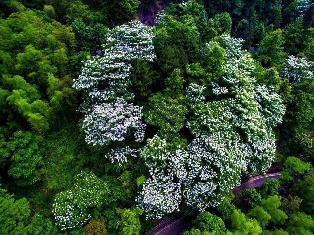 桐花又开！邀你来楠溪江，共赴一场“五月雪”之约 ！