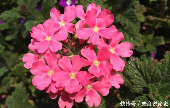 4种花花好看,名字也好听,养了就爆盆,好养易活开花漂亮