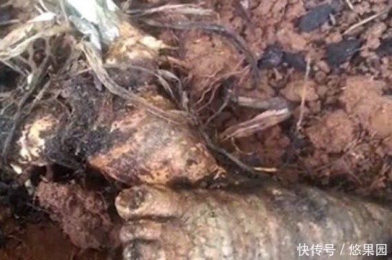 人参|意外挖到人参留念,第二天回看照片,吓出一身冷汗