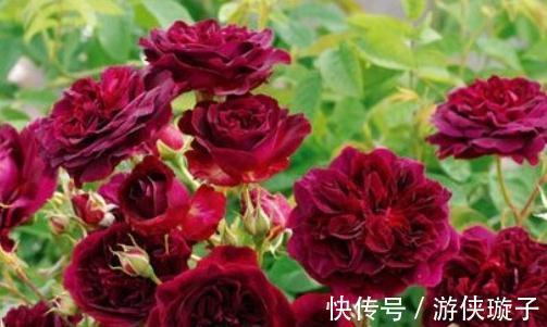 有机肥|月季花为什么开花越来越浅,颜色越来越淡,3个原因区分对待