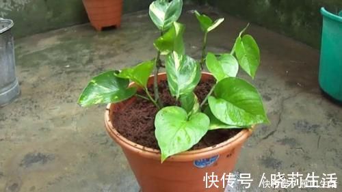 花卉|怎么调节、疏松土壤?巧用这2样,植物长势可轻松得到改善