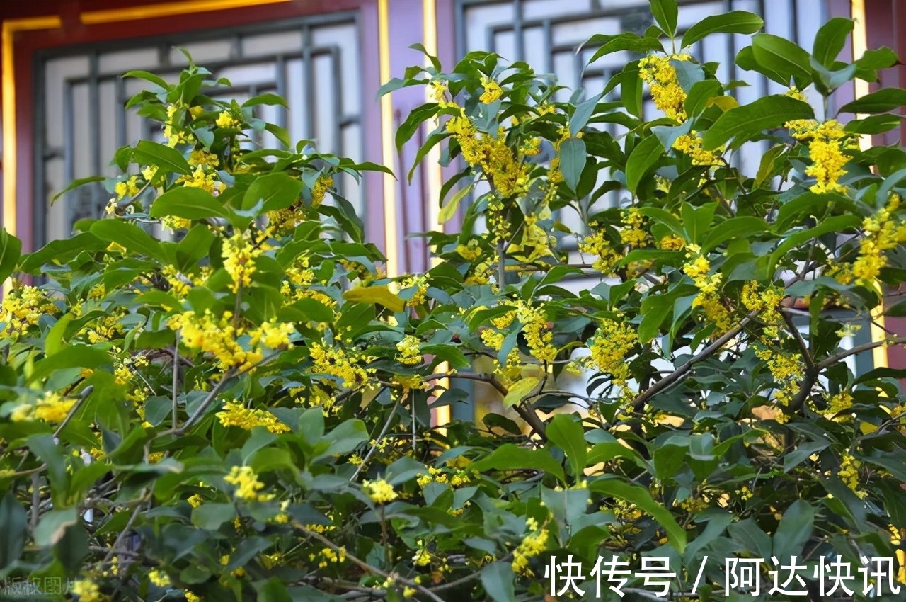 罗汉松|6种“吉祥树”,有地方建议种一棵,能吃能观赏,旺财镇宅样样行