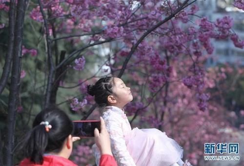 昆明动物园樱花节启幕 “圆通樱潮”如约而至