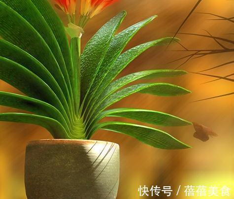 做好这几件事，新手也能养出株型端庄叶片苍翠挺拔的君子兰