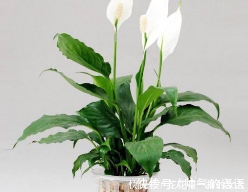 这三种花号称“见光死”,进入夏季养护要小心,稍不注意就死了