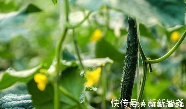 农药残留|原来辨别激素黄瓜如此简单,认准这4点,一眼就看出来,长见识了