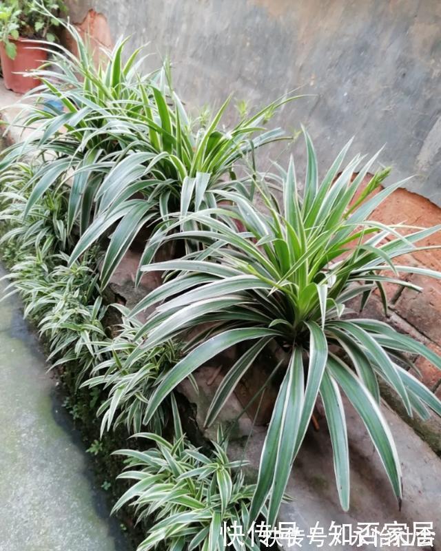 养花技巧：折腾不死的25种花，咋养都爆盆，懒人最适合