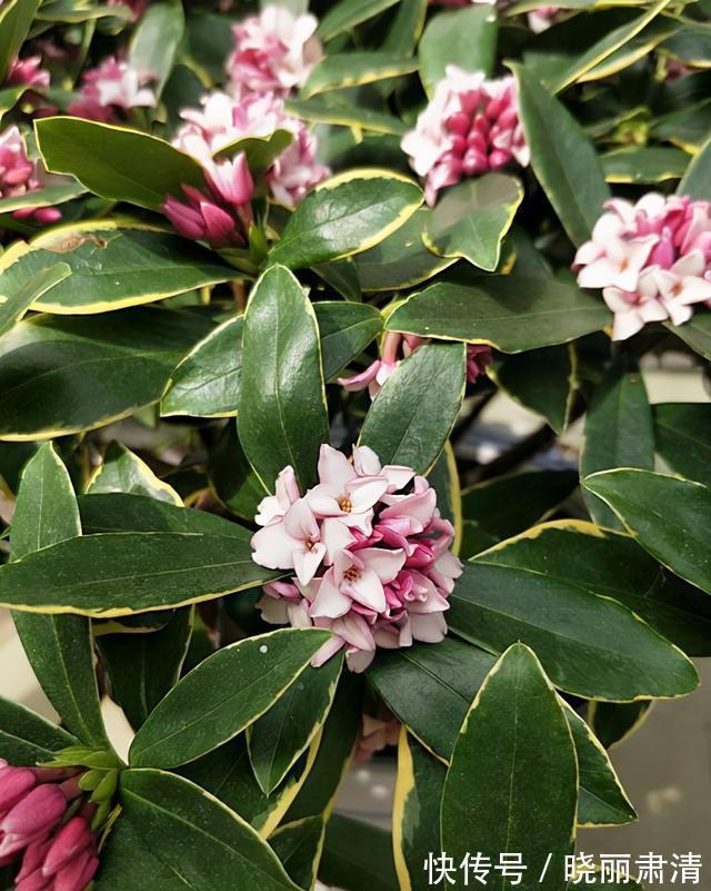 5种“香水花”,如果你喜欢香水味,肯定会迷上它们,太香了