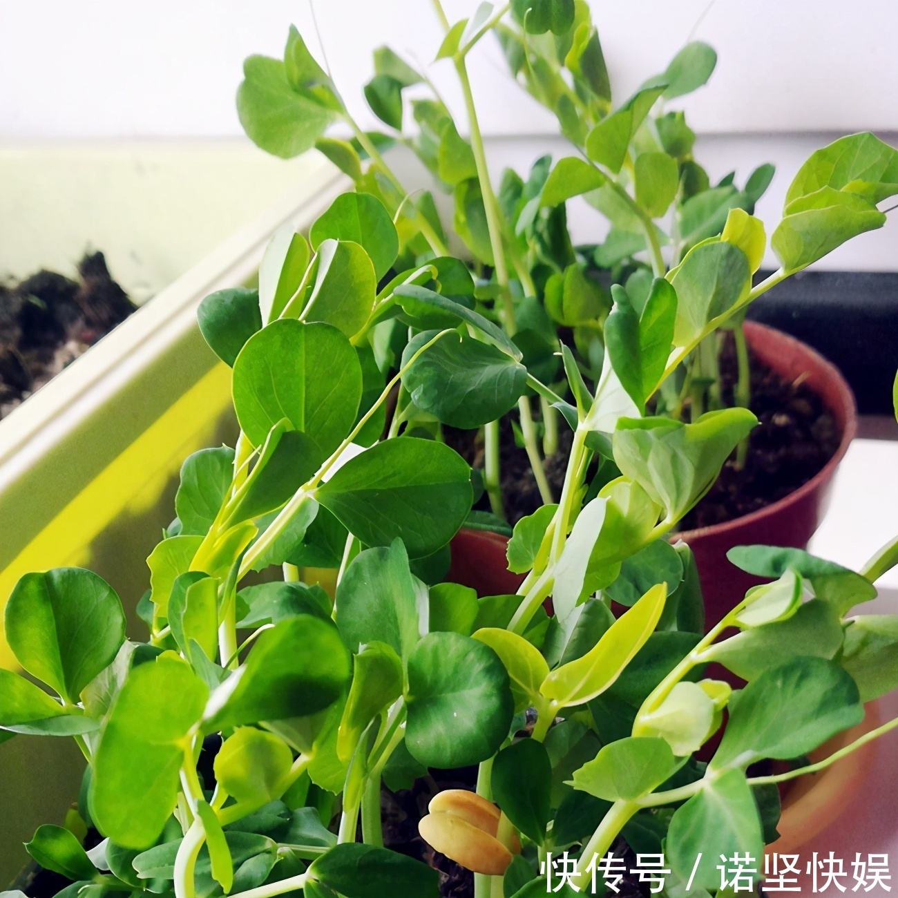 甜椒|盘点5种适合家庭盆栽的蔬菜，可观赏也能食用，一举两得