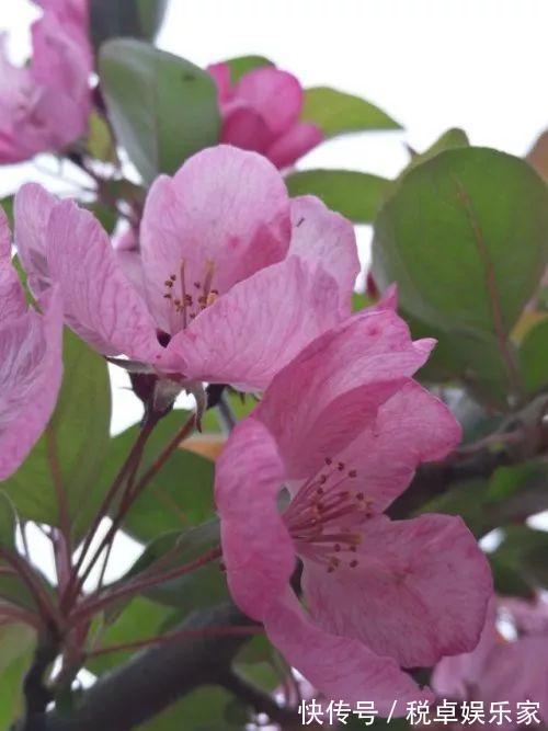 海棠“入夏前期”很重要,晒足太阳分株好成活,夏天开花香味十足