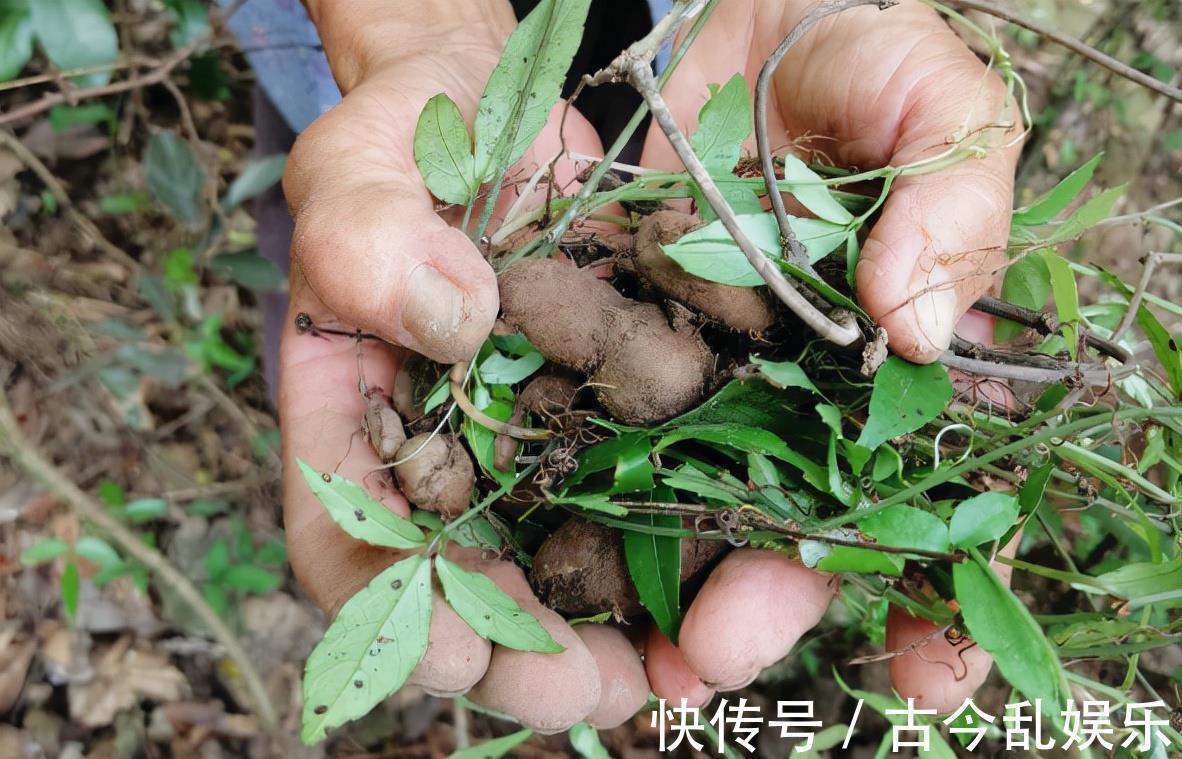 三叶青:长有3片叶子好辨认,年年有人采挖,如今靠种植400元/斤