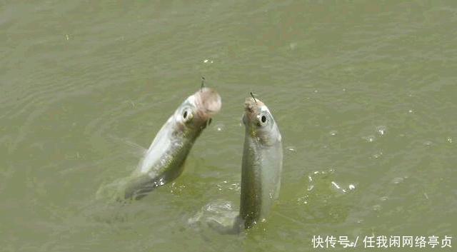 弄明白顶漂的原因,提竿抓口,中鱼率不比顿口差