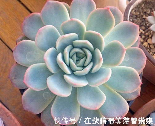 吉娃莲|多肉红边月影怎么养教你3个小妙招,种出最红润璀璨的红边月影