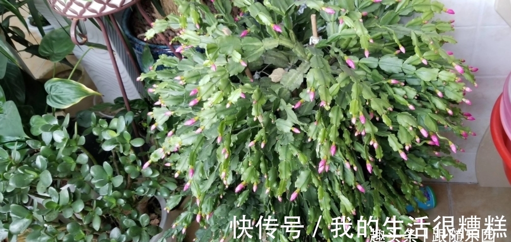 蟹爪兰用“木棍”嫁接，养成棒棒糖，开花一茬接一茬，开成花大树