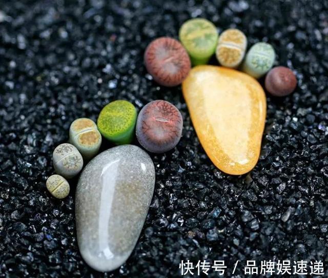 多肉拼盘玩一次就上瘾，这些创意拼法，你一定喜欢