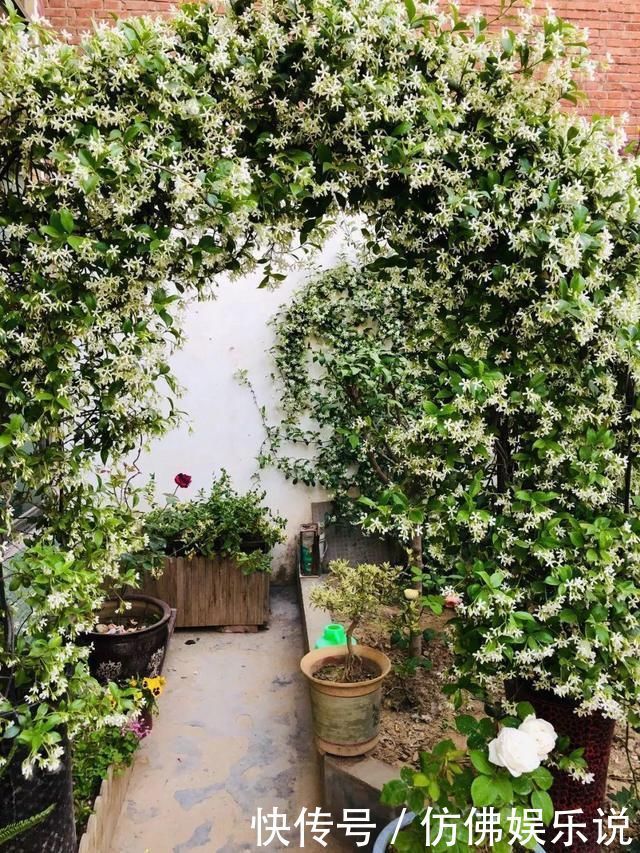 有庭院、露台养4种花，1年长成“遮阴棚”，好看又实用