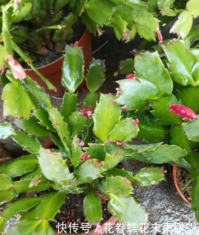 蟹爪兰叶子又软又薄老爸用4招,软叶立起来,咔咔就爆盆