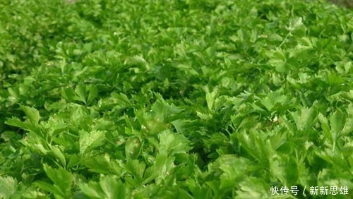 此物全身都是寶，特別是葉子，拿來泡水喝，助睡眠，清理血管毒素