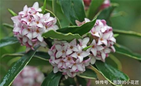 此花比香水还香,开花漂亮,香味浓郁,是家庭盆栽佳品