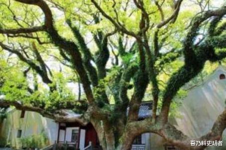 诸多外国游客远赴千里来中国，只为了看这一棵树，现仅存一株