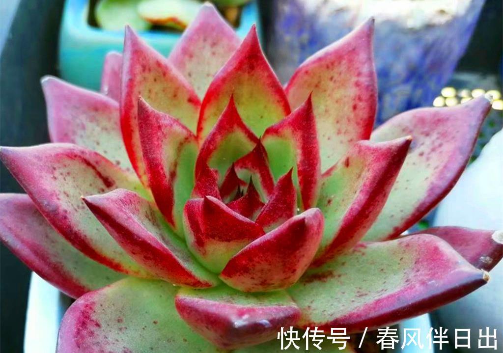 叶片|秋天拯救猪肝色多肉,晒对阳光很重要,清洗植株这步也不能忽略