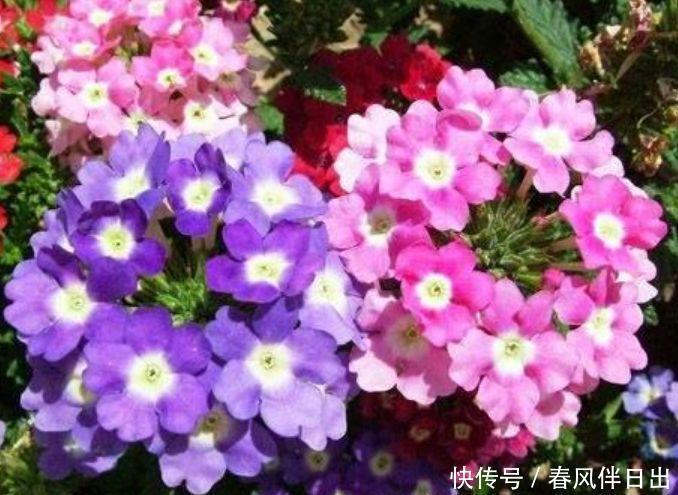 懒人|4种花就适合现在养,花朵多、花期长,新手懒人都养得好!