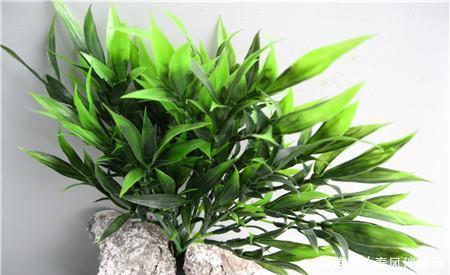 净化空气|客厅养花选它,寓意美好养护简单,越养越值钱,值得拥有!